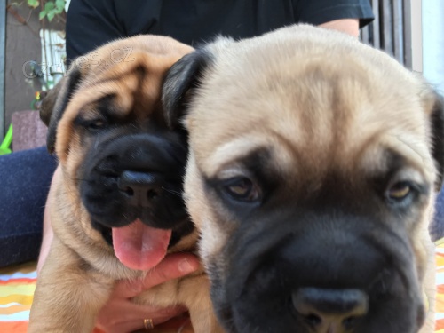 �t��ata jsou  dispozici Bullmastiff pro dobr� p�ijet�