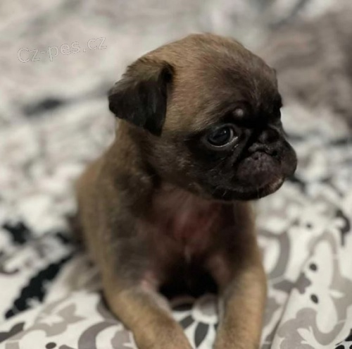 p��telsk� �t���tka bruselsk�ho grifona k adopci