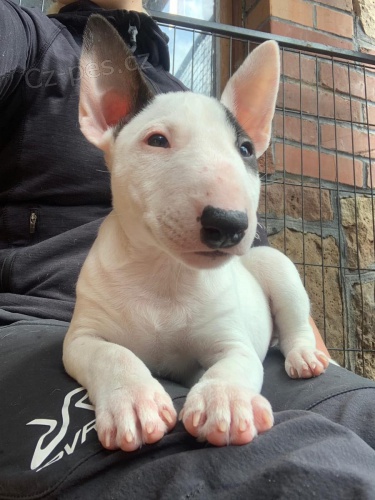 2 Miniaturn� �t��ata BullTerrier pro nov� domovy