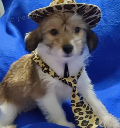 p��telsk� ��nsk� chocholat� �t��ata k adopci
