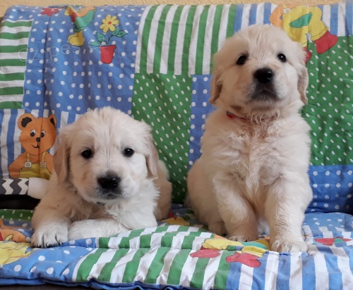 a zdrav� �t��ata zlat�ho retr�vra