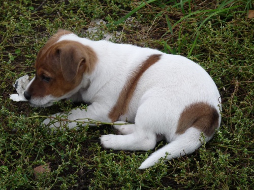 �t��ata Jack Russell Terrier zoufale tou�� po nov�ch rodi��ch
