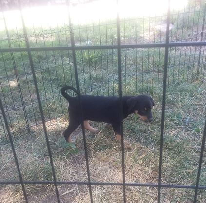 australsk� kelpie �t��ata k adopci