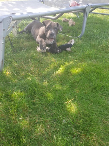 2 Americk�  Blue pitbulteri�r pro nov� domy