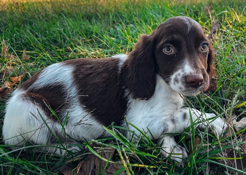 brittany ( Bretansky ) Brittany �t��ata