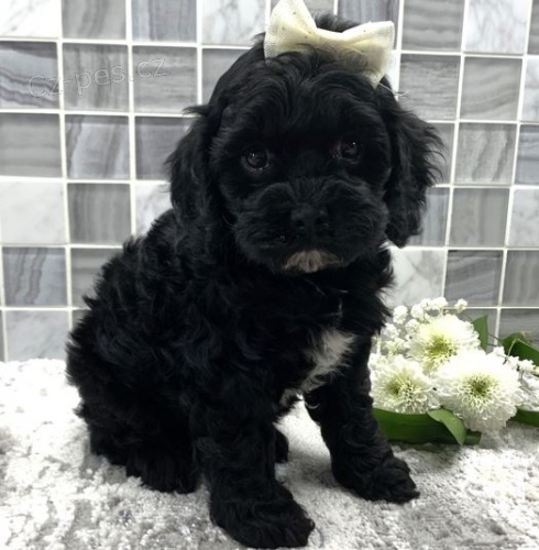 kokr�pan�l / pudl mix �t��ata= Cockapoo