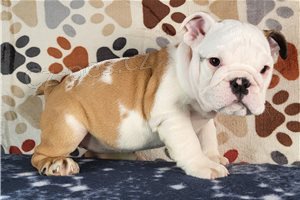 �t��ata anglick�ho buldoka p�ipravena.