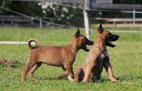 �t��ata inteligentn�ho belgick�ho ov��ka malinois  k adopci