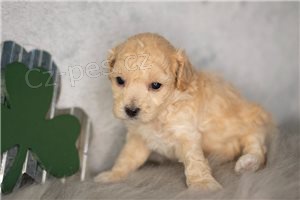 �t��ata pudl� p�ipraven� k adopci.