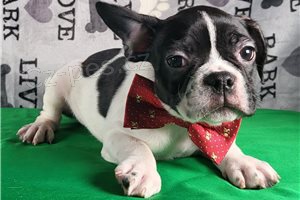 �t��ata francouzsk�ho buldo�ka p�ipraven� k adopci.