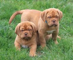 Bordeauxska Dogga dispozici jsou �t��ata