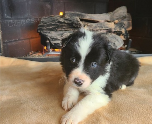 Kr�sn� �t���tka border kolie