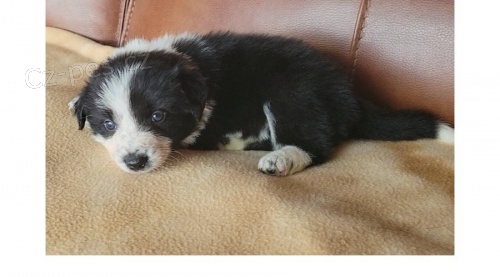 V�born� kvalita �t��at border kolie