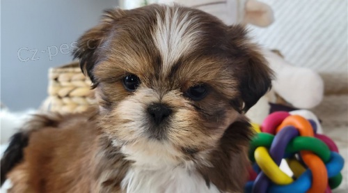 Rozko�n� �t���tka shih-tzu