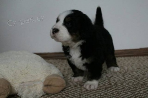 Bernsk� sala�n�cky pes