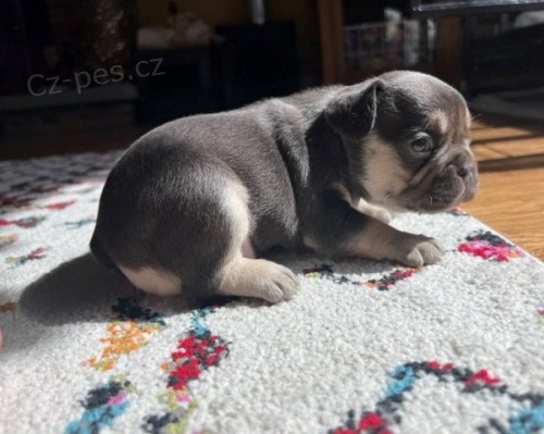 francouzsk� buldok �t��ata