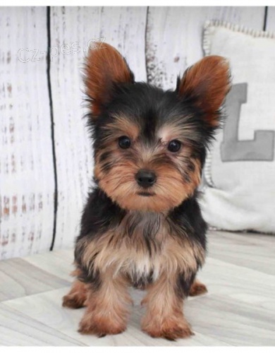 yorkie �t��ata