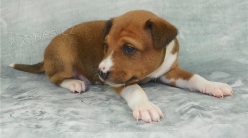 Basenji �t�n� hled� nov� domov@2**