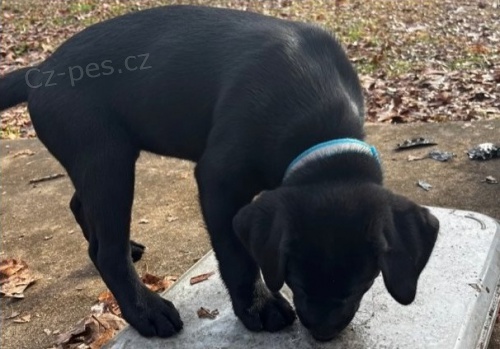 �t��ata labradorsk�ch retr�vr�  