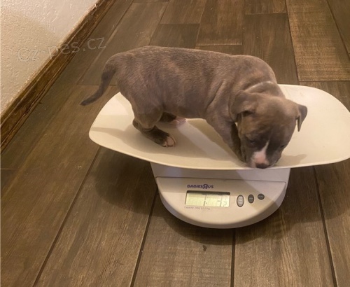 �t��ata americk�ho tyrana