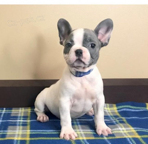 �t��ata francouzsk�ho buldoka pro rehoming.