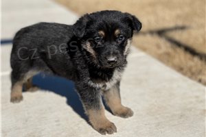 Rozko�n� �t��ata n�meck�ho ov��ka.