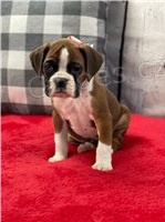 Boxer �t��ata p�ipraven� k adopci.