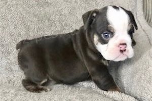 Kvalitn� �t��ata anglick�ho buldo�ka.