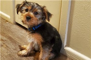 Rozko�n� �ajov� ��lek Yorkie �t��ata.