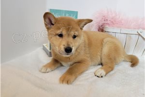 Inteligentn� �t��ata Shiba Inu.