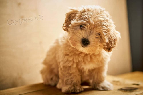 Meru�kov� maltipoo �t��ata p�ipravena.