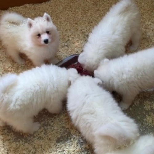 Kr�sn� dalmatsk� �t��ata.