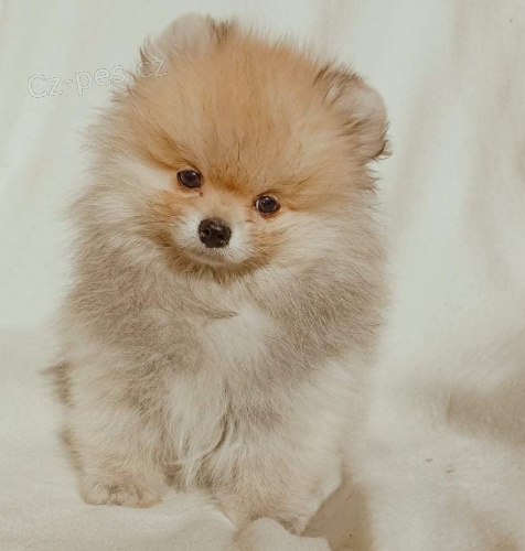 Pomo�ansk� �pic �t�n�