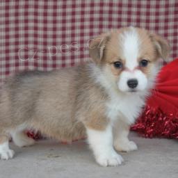 Roztomil� �t���tka Corgi jsou nyn� p�ipravena.