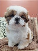 Kr�sn� �t���tka Shih Tzu.