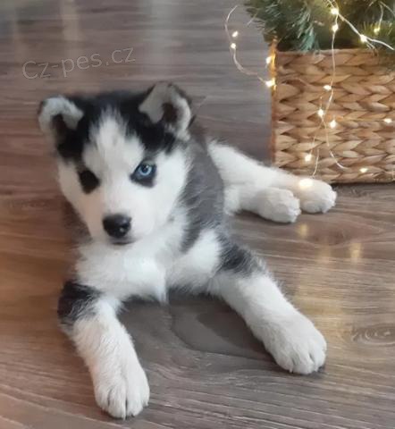 Kr�sn� �t��ata sibi�sk�ho husky.