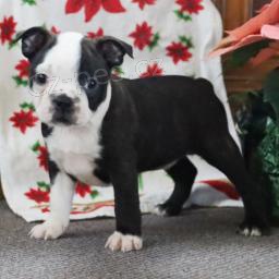 Chytr� �t��ata Bostonsk�ho teri�ra.