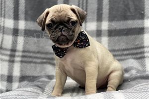 Zdrav� testovan� �t��ata PUG.