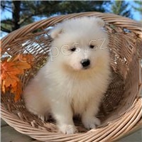 Samoyed mu� a �ena k adopci.