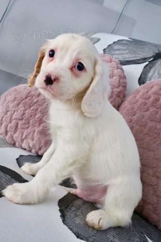 Rozko�n� �t���tka Cavapoo k dispozici.