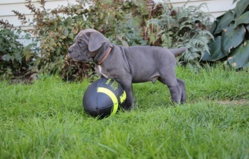 Italsk� �t���tka Cane Corso.