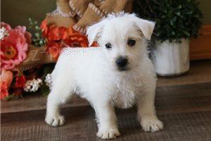Kr�sn� �t���tka Westie.