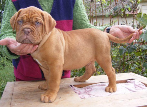 �t��ata Dogue De Bordeaux.