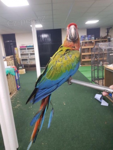 Modr� a zlat� papou��� papou�ky.