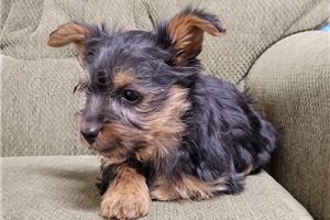 �ajov� ��lek Yorkie �t��ata.