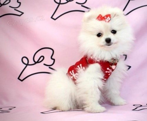 Kr�sn� pomeransk� �t���tka.