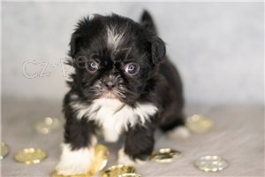 Shih Tzu �t��ata.