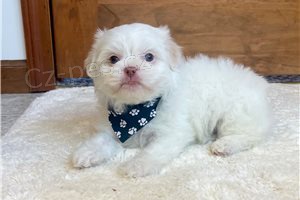 Ohromuj�c� �t��ata Maltipoo.