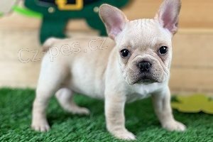 �t��ata francouzsk�ho buldo�ka.