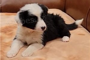 �t��ata border kolie k dispozici.